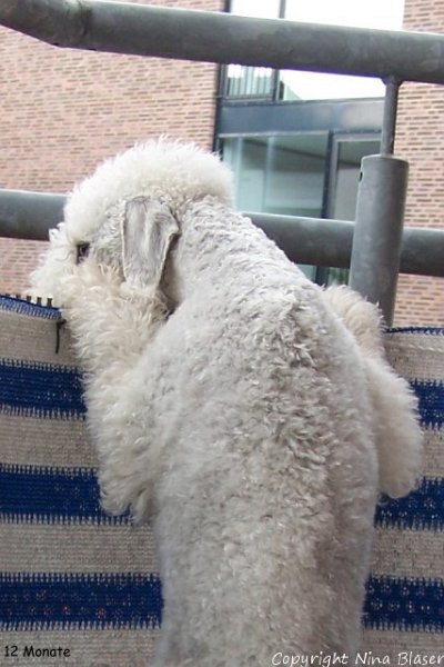 100_8355 - Kopie.JPG